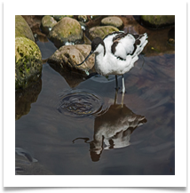 Avocet with reflection (Martin Mere) - Richard Nicholls